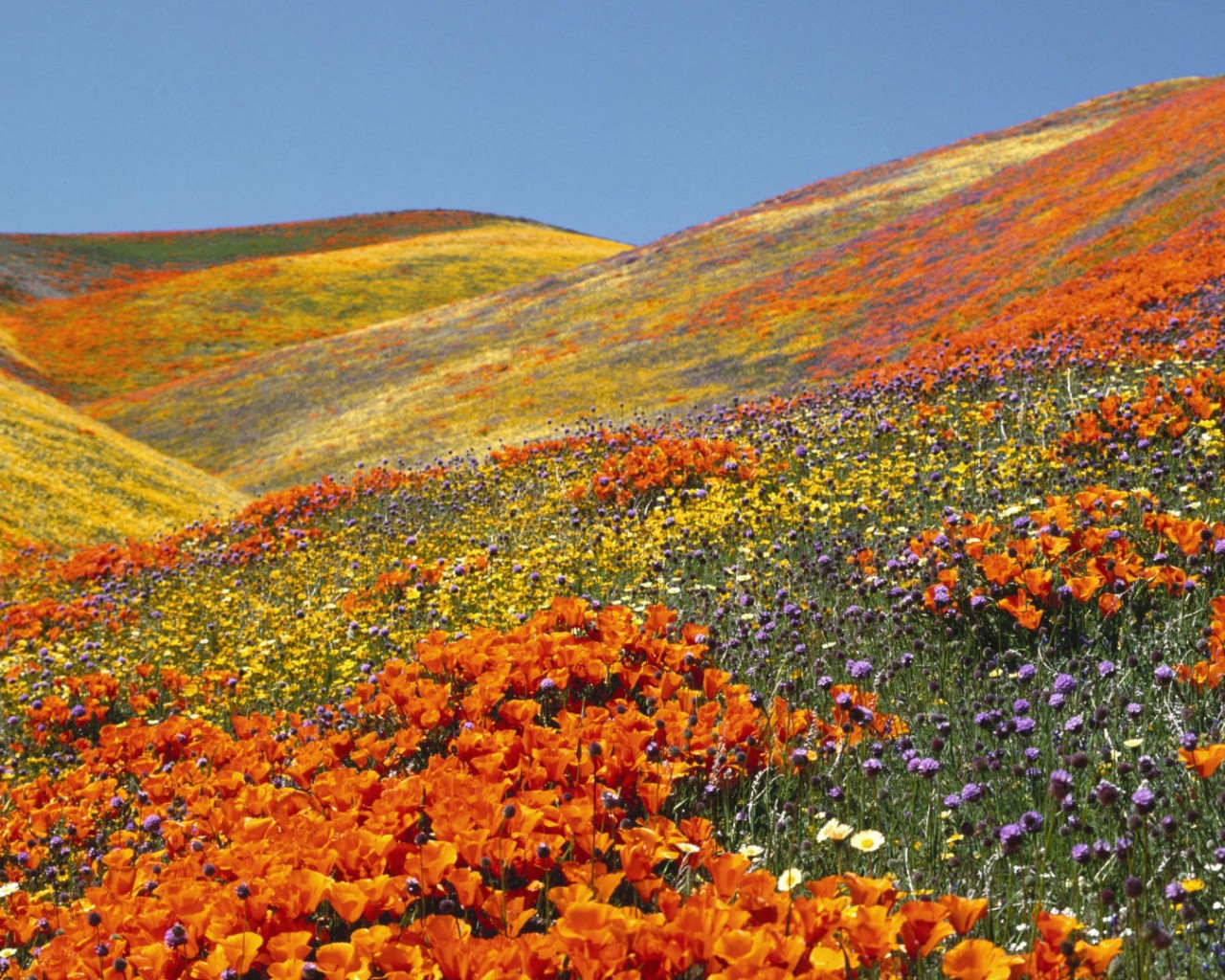 poppies-antelope-valley-california-woe1